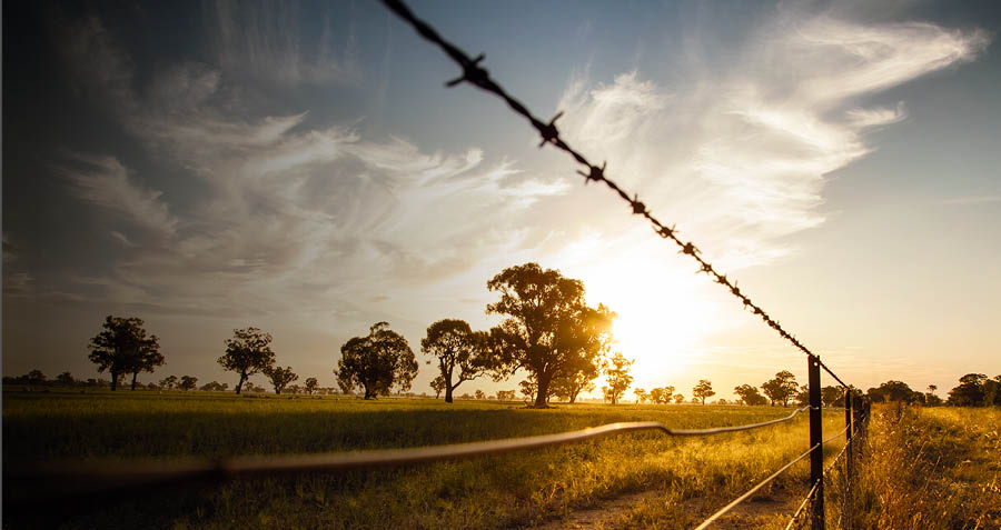 barbed wire