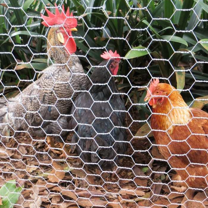 China Wire Mesh and Hexagonal Mesh,Chicken Wire Mesh,chicken wire fence