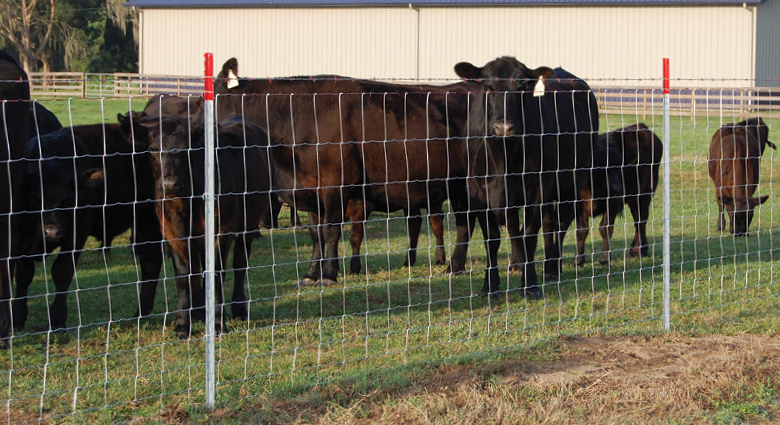 Breeding Fence Factory,,Hexagonal Wire Netting for Breeding Fence,Cattle net